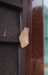 Lebeda nobilis