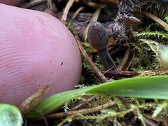 Mycena capillaripes