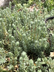 Chenolea diffusa