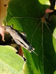 Aiolopus strepens