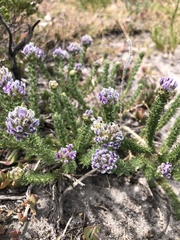 Aspalathus globulosa