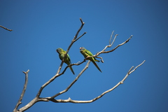 Thectocercus acuticaudatus