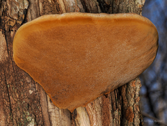 Phellinus alni