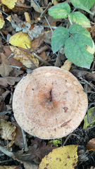 Lactarius xanthogalactus