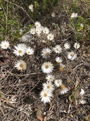 Helichrysum retortum