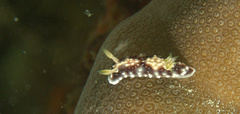 Goniobranchus geometricus