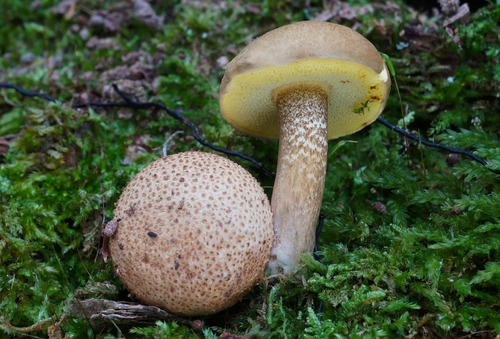 Parasitic Bolete