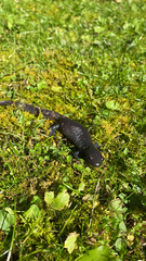 Ambystoma jeffersonianum