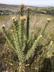 Leucospermum truncatulum