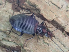 Limodromus assimilis