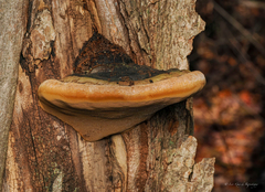 Phellinus alni