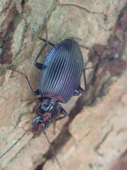 Limodromus assimilis