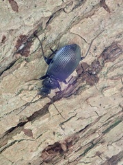 Limodromus assimilis