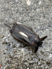 Lethocerus uhleri
