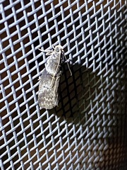 Sciota subcaesiella