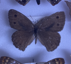 Cercyonis sthenele