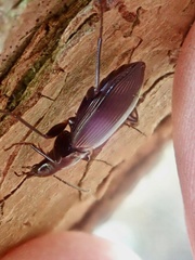 Limodromus assimilis