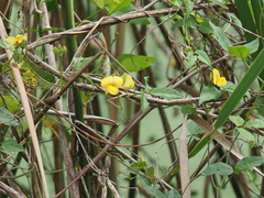 Vigna luteola