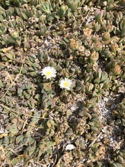 Delosperma litorale