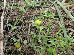 Vigna luteola