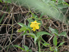 Vigna luteola