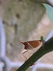 Carpocorini