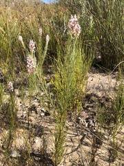 Spatalla racemosa