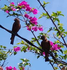 Hirundinea ferruginea