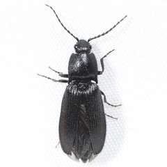 Hemicrepidius