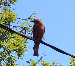 Hirundinea ferruginea