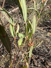 Galphimia angustifolia