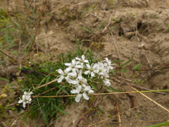 Gypsophila fastigiata