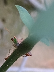 Carpocorini