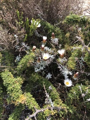 Helichrysum retortum