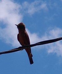 Hirundinea ferruginea