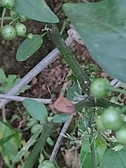 Carpocorini