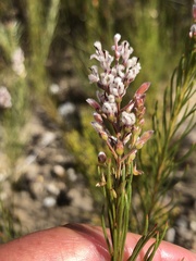 Spatalla racemosa