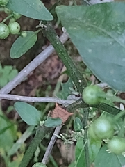Carpocorini