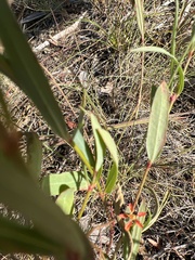 Galphimia angustifolia