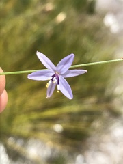 Caesia contorta