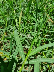 Omophoita octoguttata