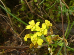 Alyssum montanum gmelinii