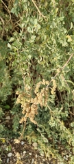 Atriplex halimus