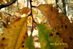 Castanea dentata