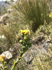 Osteospermum corymbosum