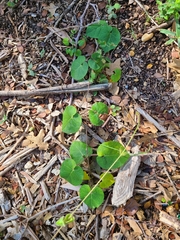 Matelea edwardsensis
