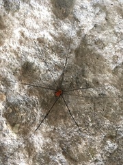 Leiobunum limbatum