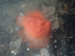 Cnemidocarpa finmarkiensis