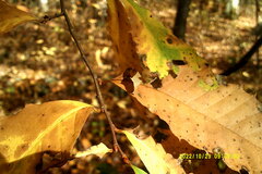 Castanea dentata