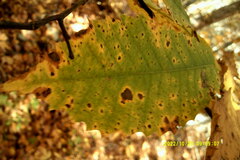 Castanea dentata